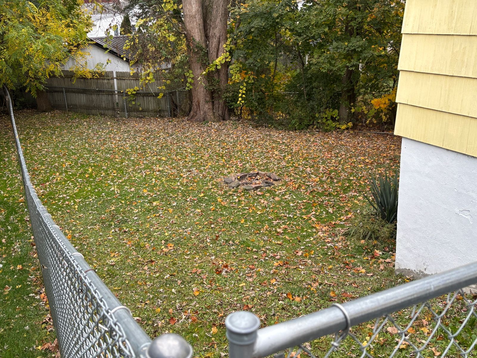 The Goldfinch Photo 2